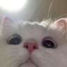 Фото профиля cat