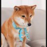 裹着肚兜过新年's profile picture