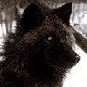 Фото профиля Poppawolf
