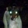 CreepyDog's profile picture