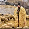 Фото профиля راعي غنم. sheep shepherd.