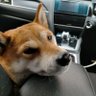年収2,000万円の会計士・税理士's profile picture