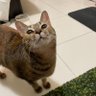 wu wen yu profil fotoğrafı