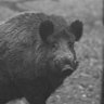Sanglier Enragé profil fotoğrafı