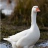 Фото профиля Pato