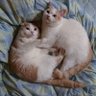 しんちゃん profil fotoğrafı