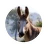 Mule__du_Pape ✌️ 的头像