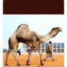 مفلح ابن مفلح 的头像