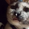 ガラガラ蛇 的头像