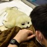 ゴマちゃん profil fotoğrafı