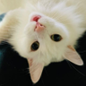しろぬこ's profile picture