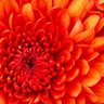 Фото профиля عبير شرف