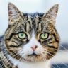 Profilbild von is