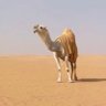 Profilbild von النــــــــايف