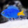Фото профиля 🐟