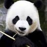 呼哈呼's profile picture
