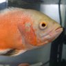 魚の煮付け profil fotoğrafı