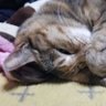 Фото профиля ロスト1