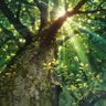 A Tree's profile picture