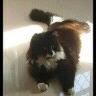 Marylouise 🏴🇬🇧🇺🇦🐈⬛😺🤔🌊🌊🌊💙's profile picture