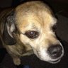 Buddy profil fotoğrafı