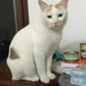 emilianotomei's profile picture