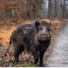Фото профиля Wild Boar