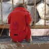 うるとらせぶん 的头像