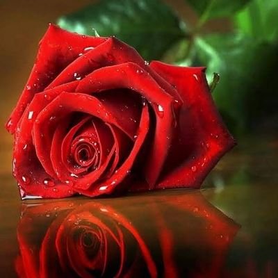 rose_rouuge's profile picture