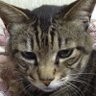 Profilbild von しのぴい〜