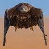 Profilbild von صائد اليمام
