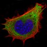 Lammerding Lab profil fotoğrafı