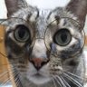 Mis Pepi's profile picture