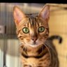 miyabi profil fotoğrafı