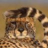Profilbild von sultan