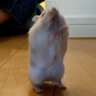 まるるん's profile picture