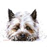 Profilbild von IndyBones
