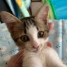 みかんちゃん スプラ弱々みかん 的头像