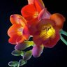 Profilbild von 一花一世界
