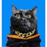phac's profile picture