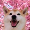 柴犬チャーミー's profile picture