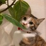 つばさん's profile picture