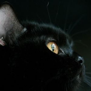 Lewdomouser's profile picture