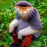 Sir David's profile picture