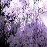 さくや　雄's profile picture