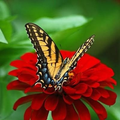 Billa's profile picture