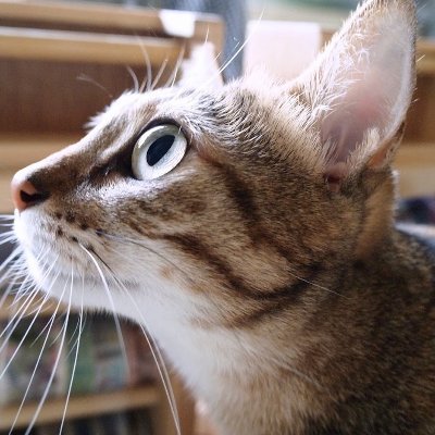 我的孤僻無藥可救 's profile picture