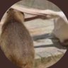 Антон's profile picture