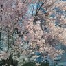 ヨシユキ。 profil fotoğrafı