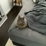 booklover's profile picture